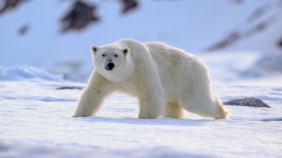 Dokument Wyprawa na Półwysep Quebec - Labrador. Śladami niedźwiedzia polarnego