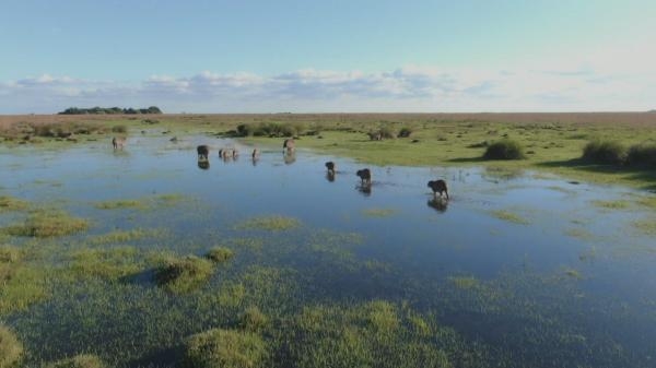 Kde se třpytí voda - národní park Iberá