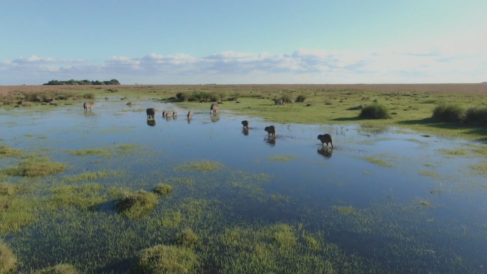 Dokument Kde se třpytí voda - národní park Iberá