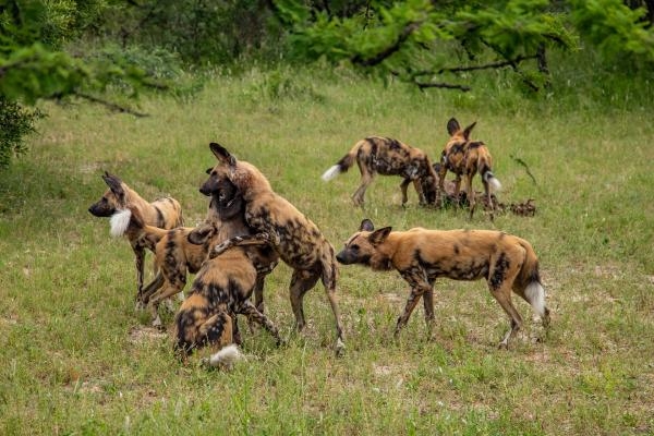 Psi hyenovití: Ve smečce
