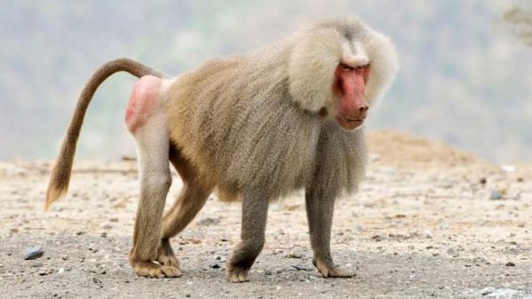 Opasni životinjski napadi