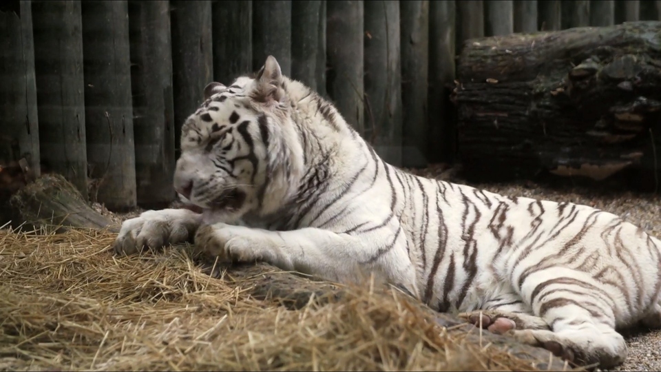Documentary Pravá tvář bílých tygrů