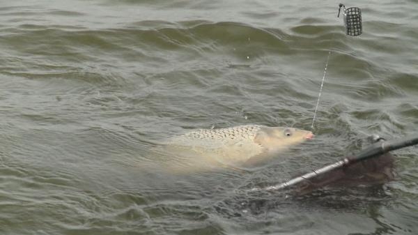 Carp Zoom - Boiliesy na velké ryby