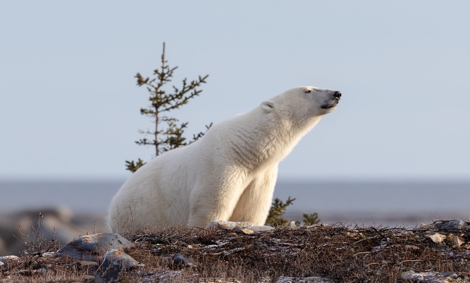 Dokument Kanada Lední medvěd