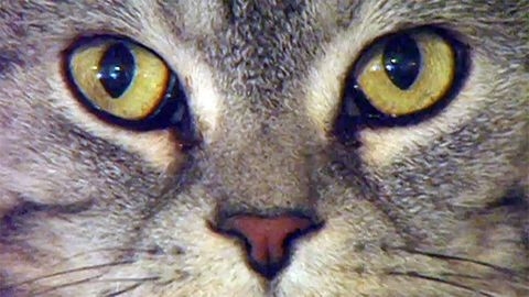Dokument Jak se žije kočkám podle Drahomíry Vihanové