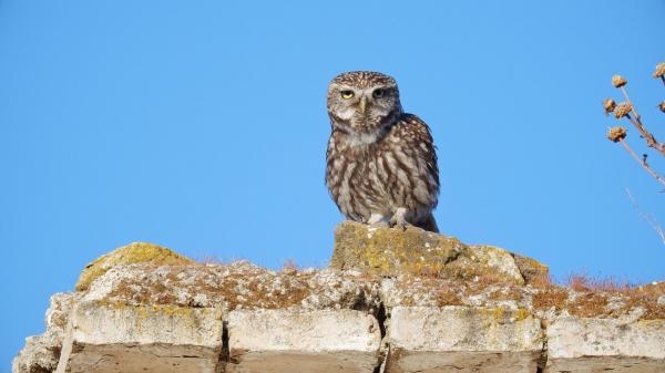 Sekrety śródziemnomorskiej przyrody