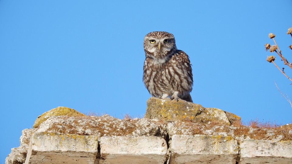 Dokument Sekrety śródziemnomorskiej przyrody