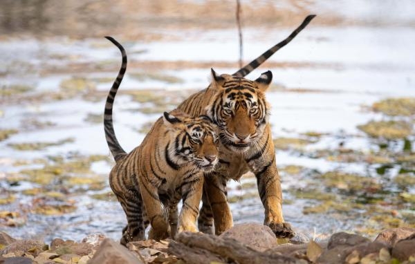 Legendární tygří Indie