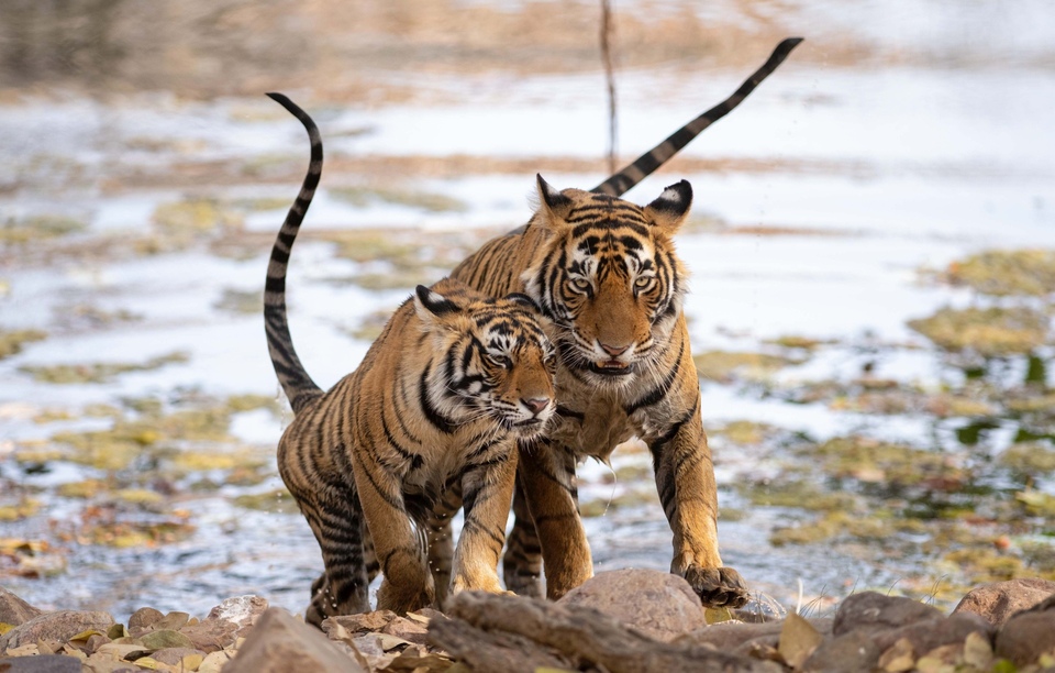 Documentary Legendární tygří Indie