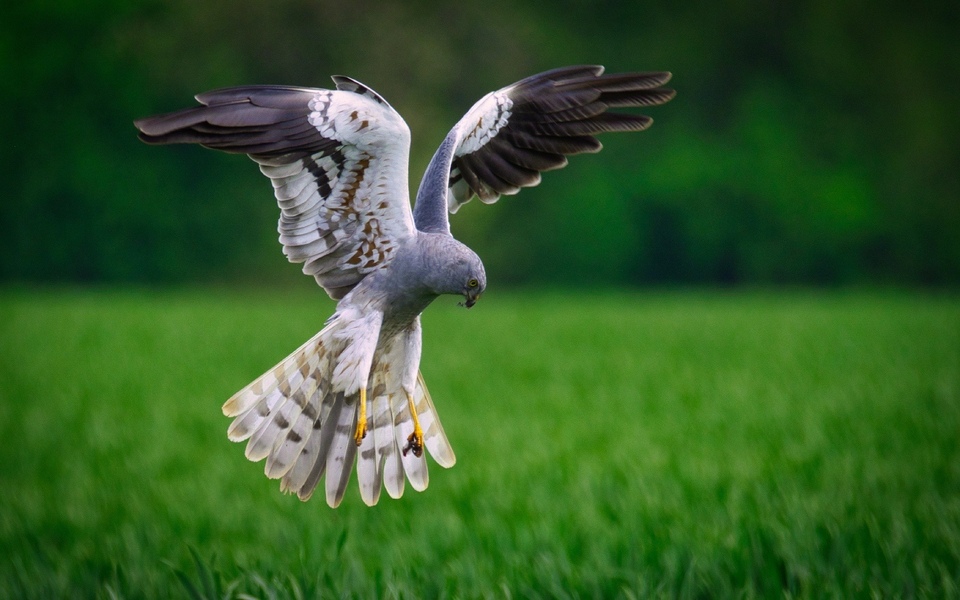 Документ Moták lužní - ten, který létá v polích