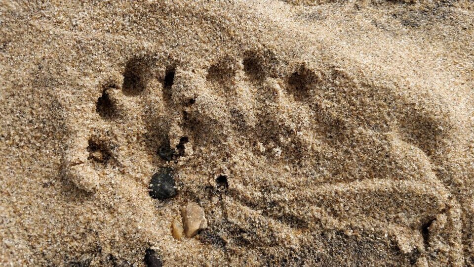 Dokument Wydry: dziennik