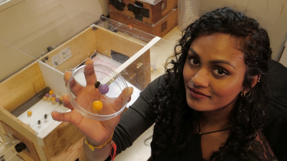 Документ Zábava a sex v životě zvířat