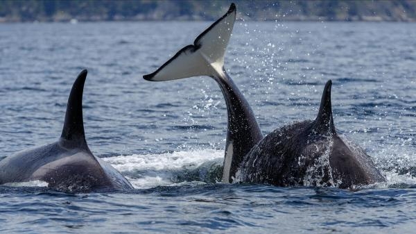 10 životinja koje će te ubiti: Smrtonosni susreti