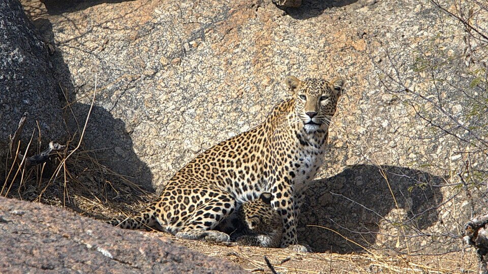 Dokumentarci Leopardove stijene