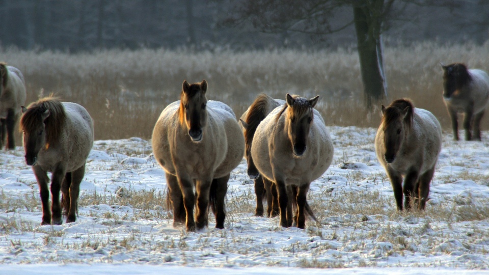 Документ Delta Odry - divočina bez hranic