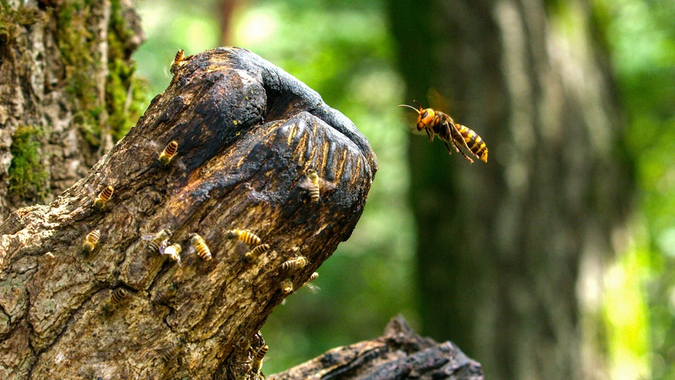 Dokument Divocí a&nbsp;unikátní