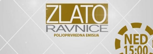 Zlato ravnice