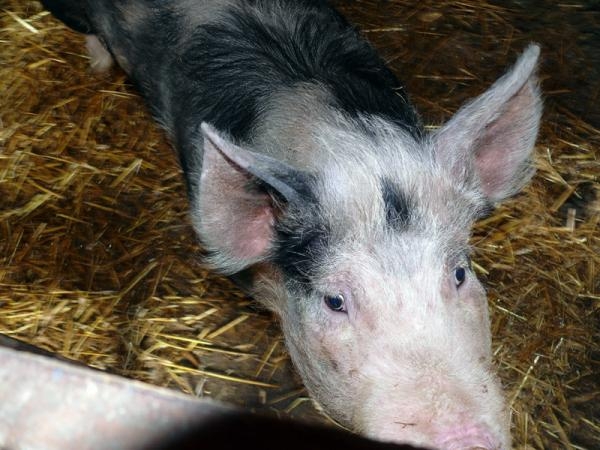 Selátka a křepelky