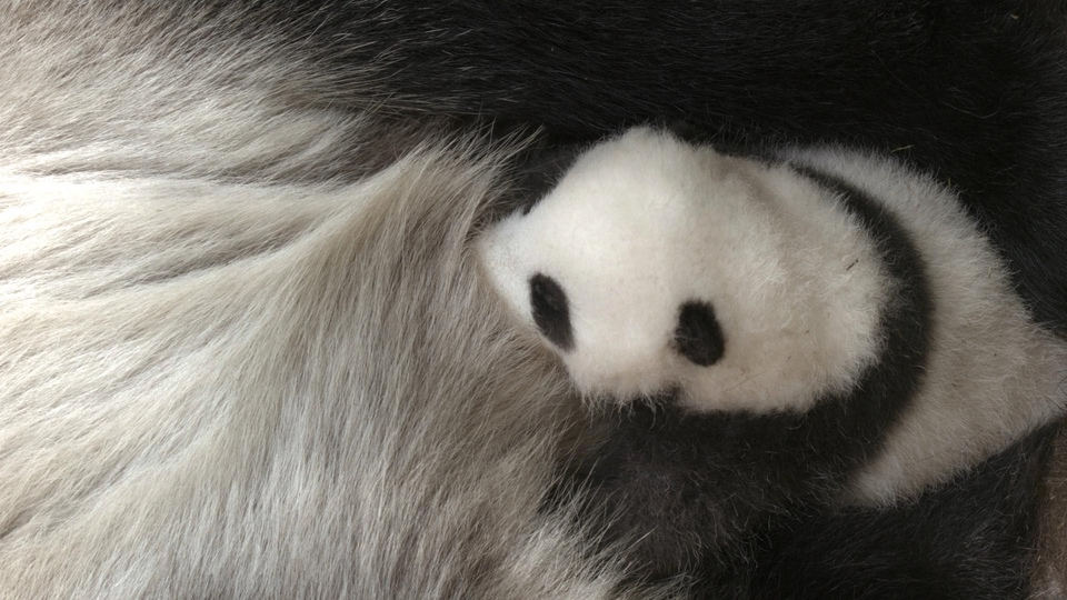 Dokument Życie dzikiej pandy