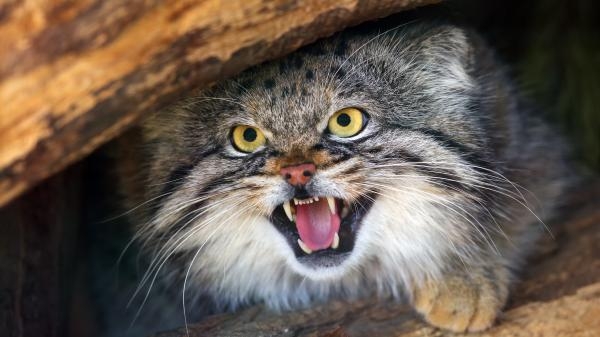 Vještine ugroženih mačaka