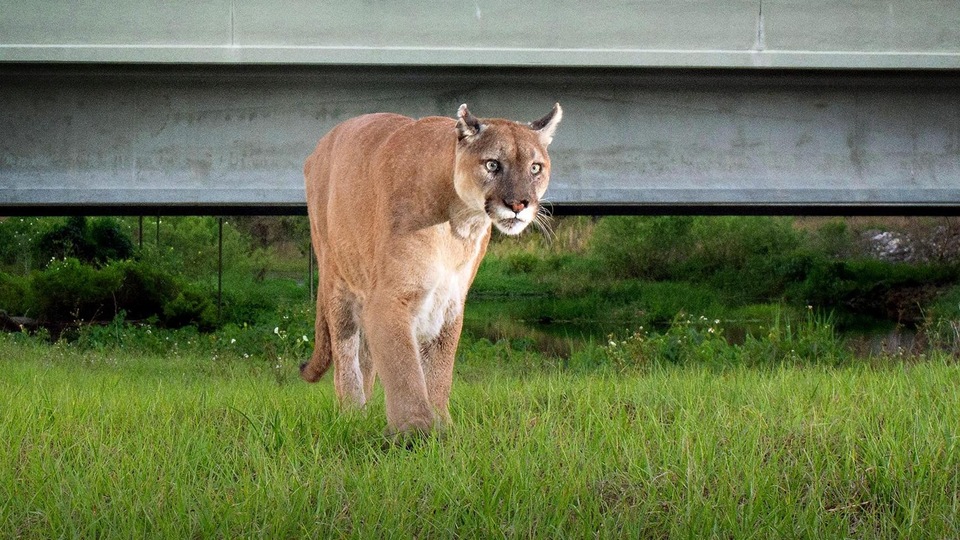 Dokumentarci Put pantere