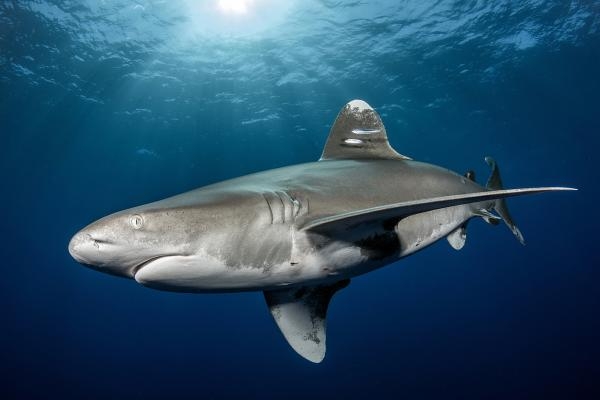 Žraloci dlouhoploutví - z lovců lovenými