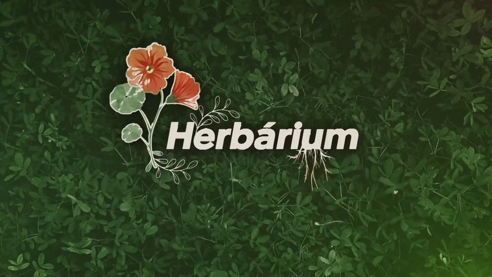 Dokument Herbárium