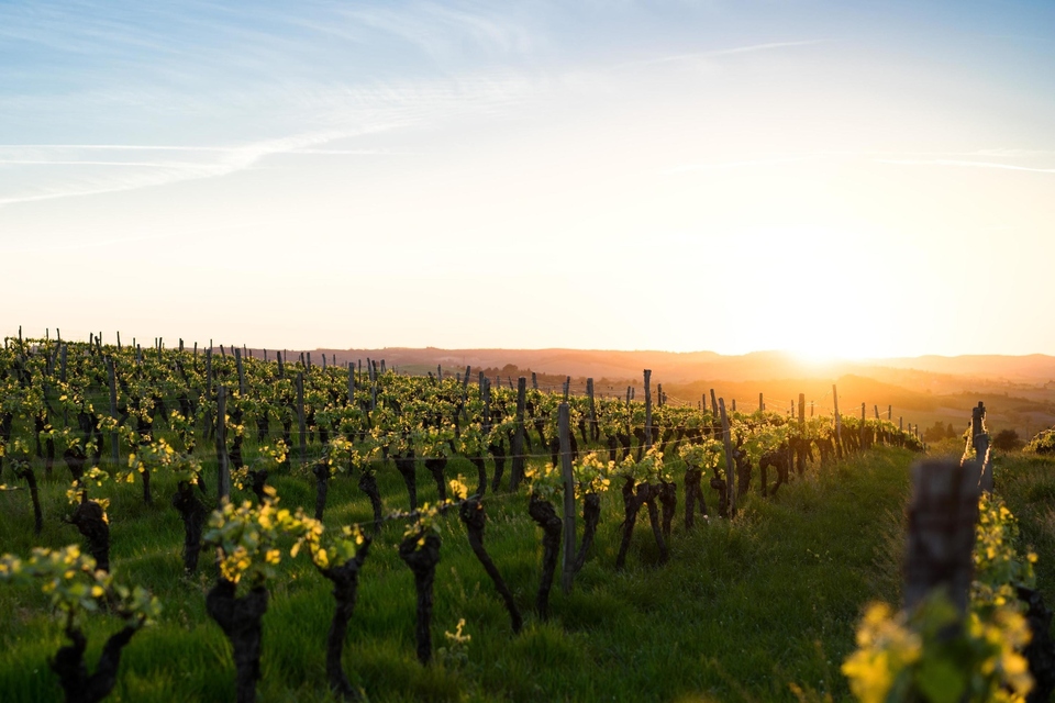 Vino i vinogradarstvo