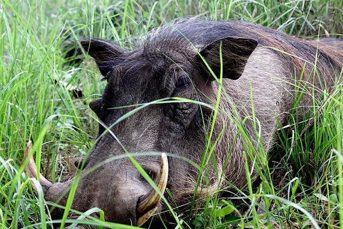 Documentary Rychlost života