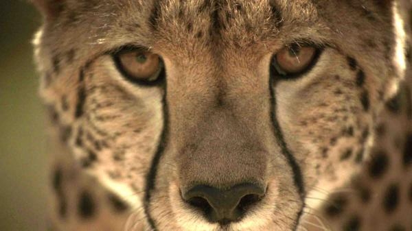 Serengetijska kraljica brzine