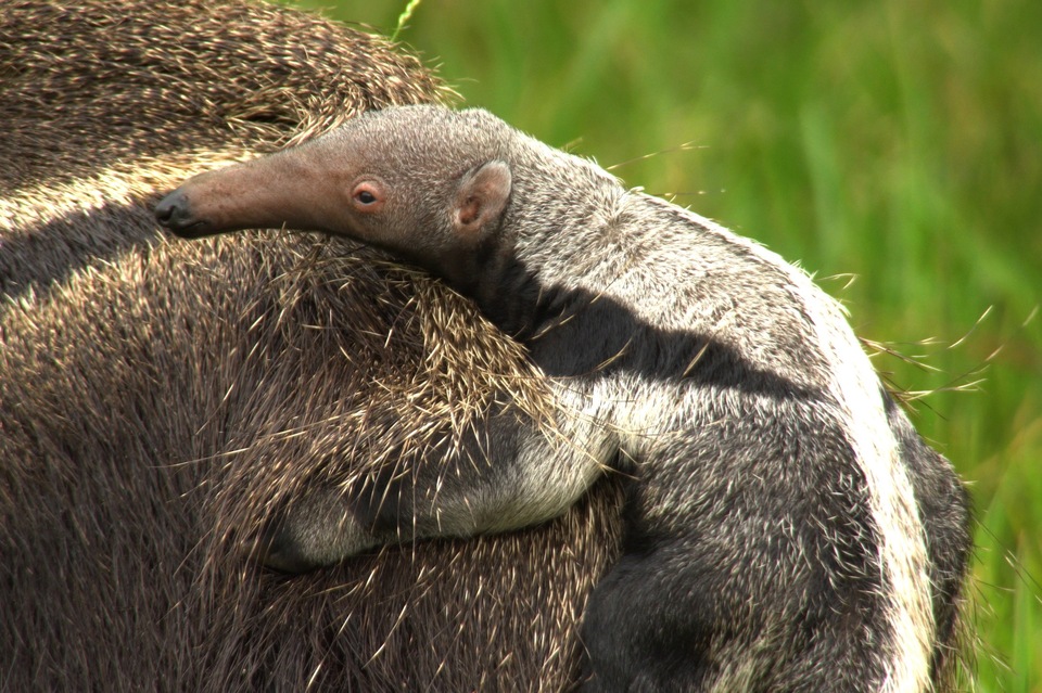 Dokument Pantanal - brazilský přírodní zázrak