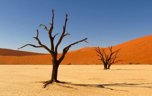 V poušti Kalahari na lovu antilop a lvů