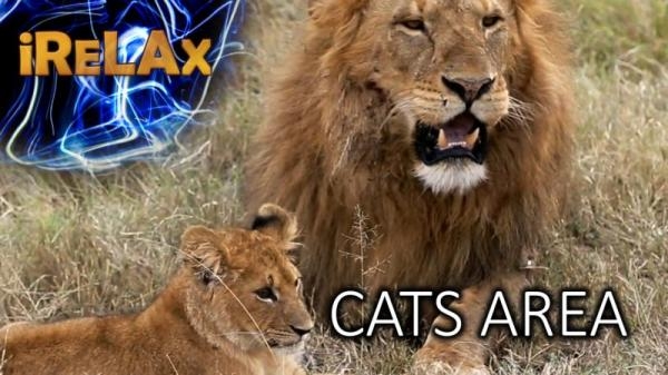 Cats Area - Výběh divokých šelem