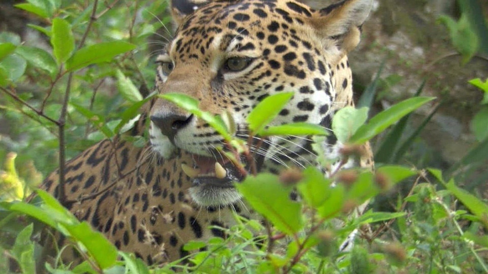 Dokument Les petits félins d'Afrique