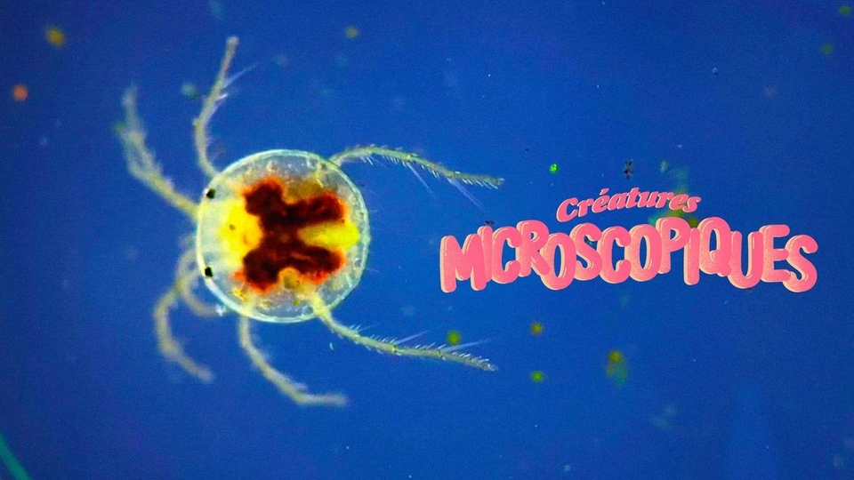 Документ Créatures Microscopiques