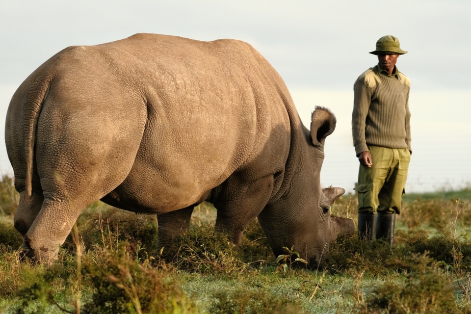 Dokument Poslední nosorožec
