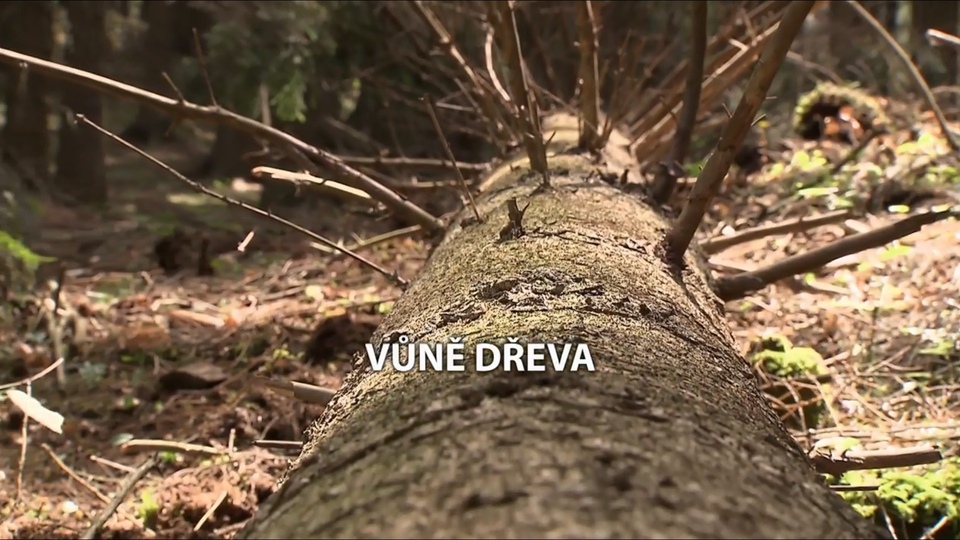 Documentary Vůně dřeva