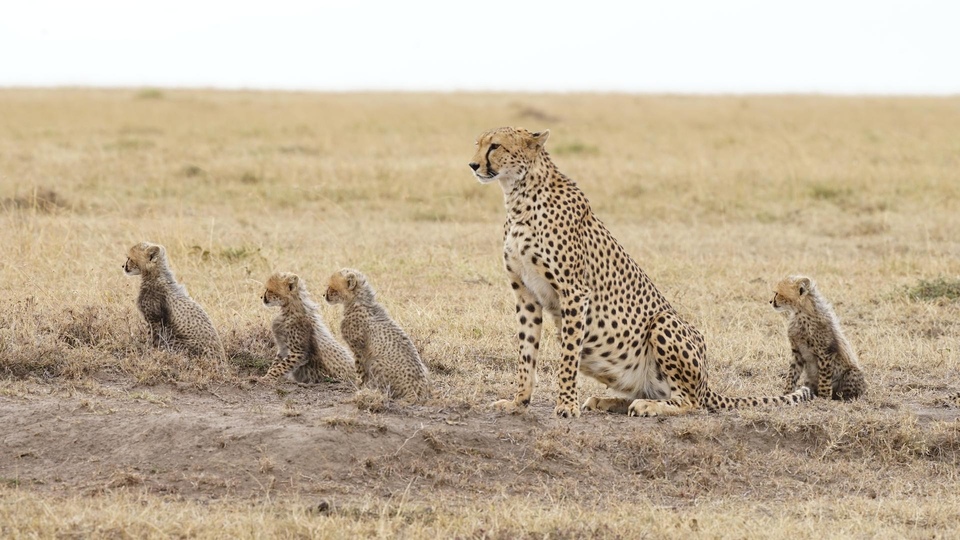 Dokument Matka Natura