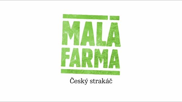 Český strakáč