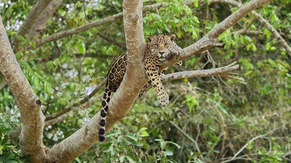 Dokument Jaguar kontra kajman