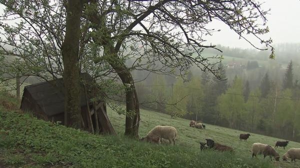 Střihač vlny na lyžích