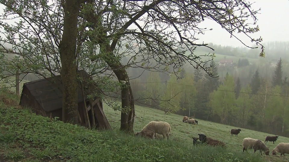 Документ Střihač vlny na lyžích