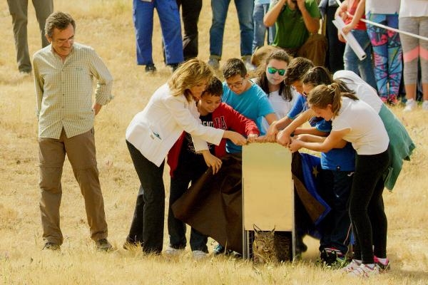 Znanost o velikim mačkama