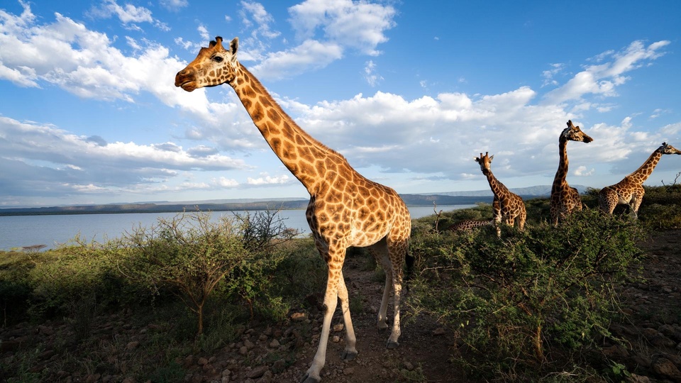 Dokument Ratując żyrafy