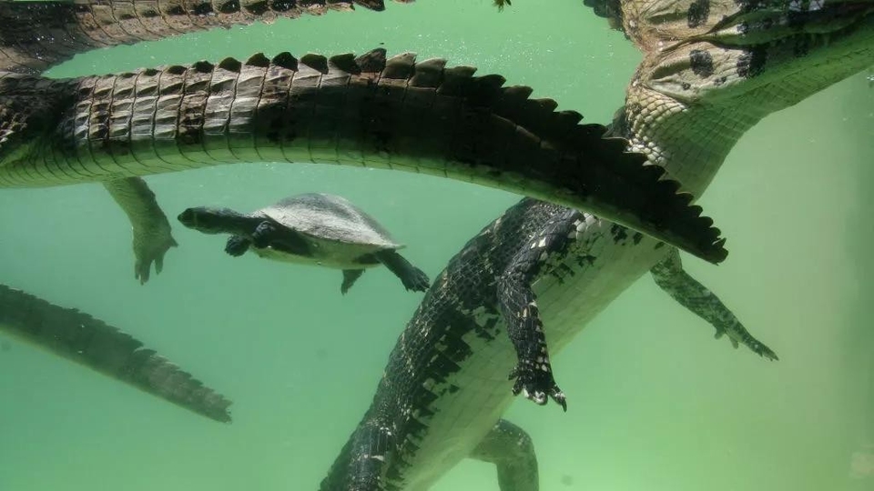 Dokumentarci Jezero s tisuću kajmana