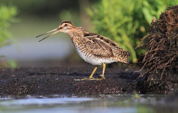 Lov sluky lesní v Bulharsku