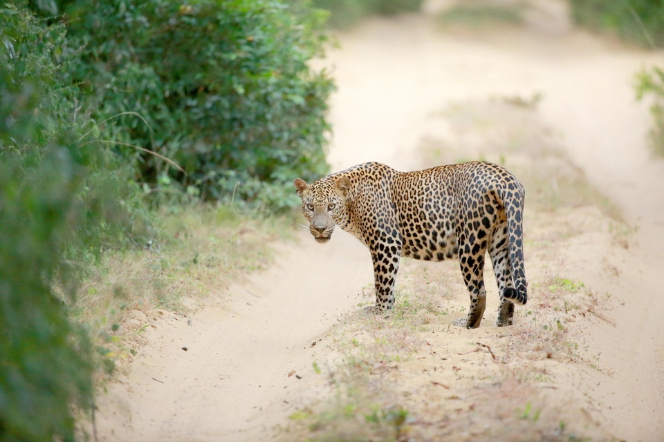 Dokumentarci Divlja Šri Lanka: Kraljevstvo leoparda