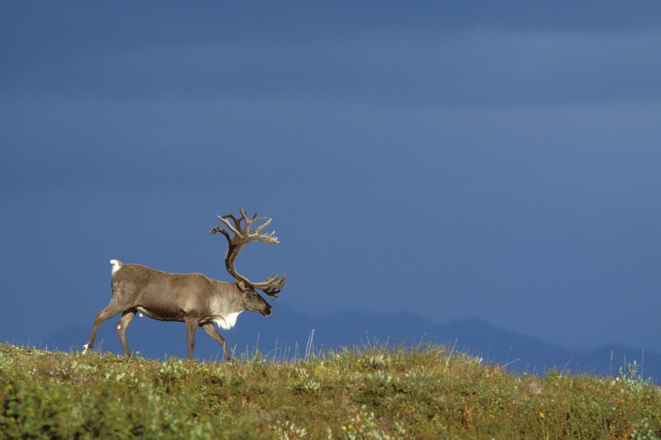 Документ Divlja Aljaska