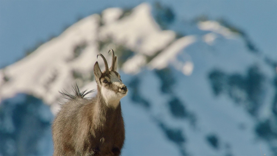 Documentary Bijela zima