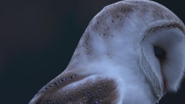 Po setmění v zemi divočiny